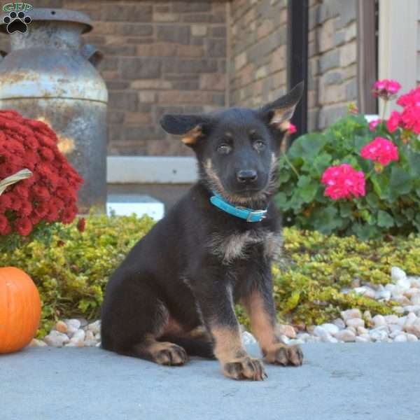 Molly, German Shepherd Puppy