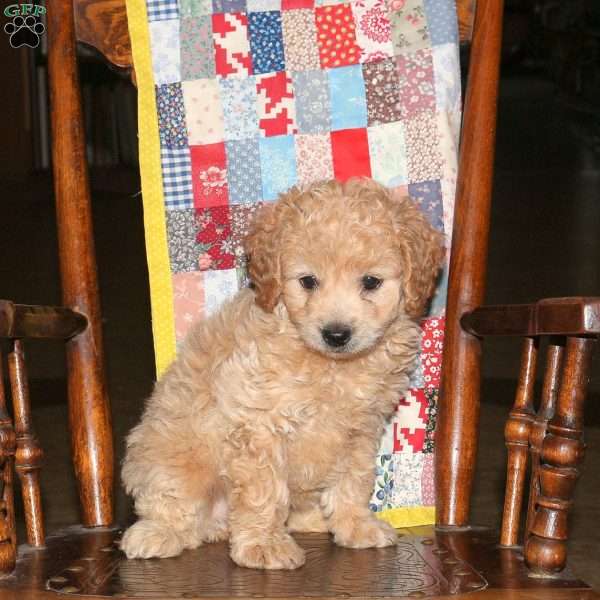 Molly, Cockapoo Puppy