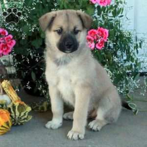 Molly, Belgian Malinois Mix Puppy