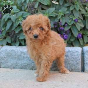 Molly, Miniature Poodle Puppy