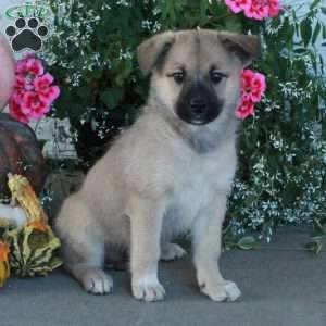 Molly, Belgian Malinois Mix Puppy