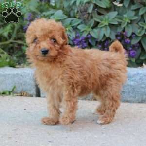 Molly, Miniature Poodle Puppy