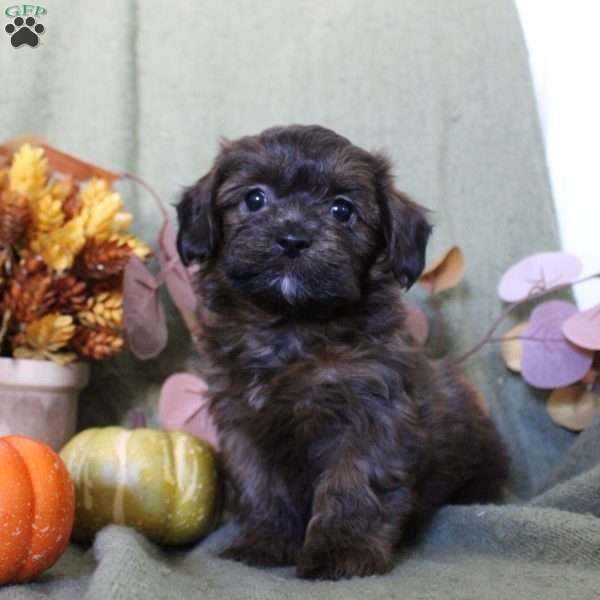 Molly, Shih-Poo Puppy