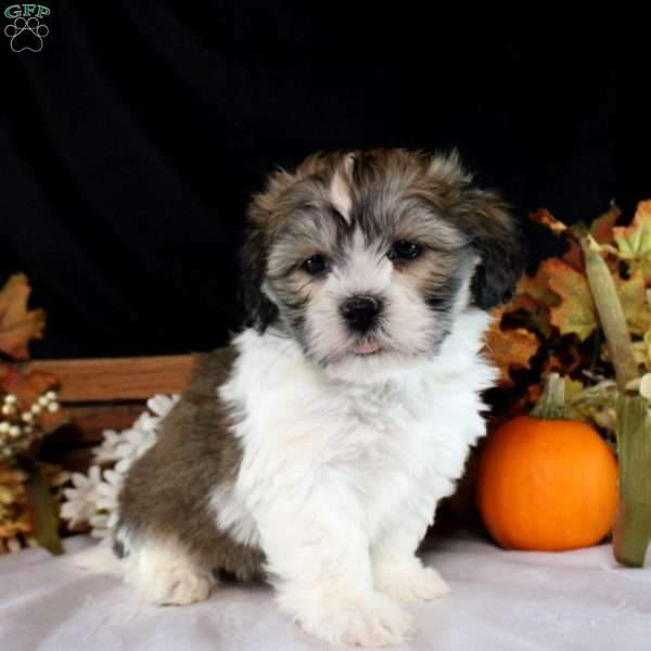 Molly, Teddy Bear Puppy