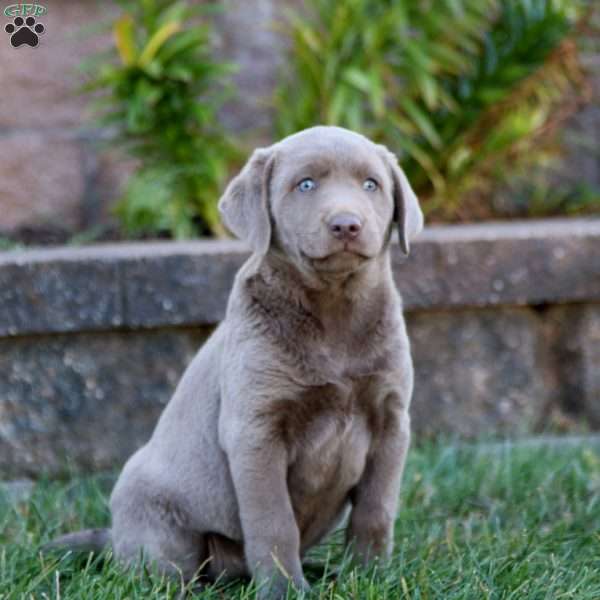 Molly, Silver Labrador Retriever Puppy