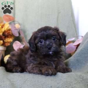 Molly, Shih-Poo Puppy