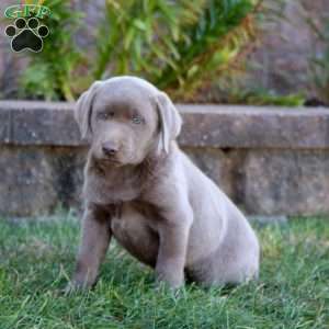 Molly, Silver Labrador Retriever Puppy