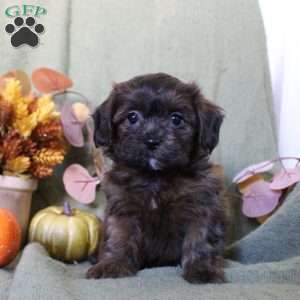 Molly, Shih-Poo Puppy