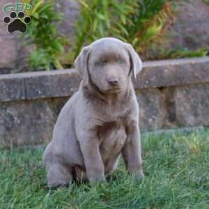 Molly, Silver Labrador Retriever Puppy