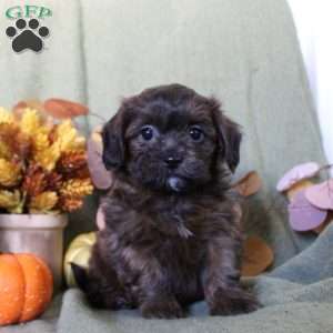 Molly, Shih-Poo Puppy