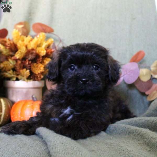 Monica, Shih-Poo Puppy