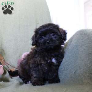 Monica, Shih-Poo Puppy