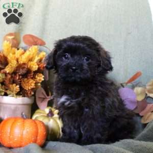 Monica, Shih-Poo Puppy