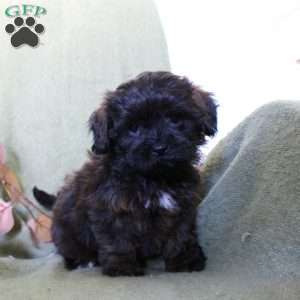 Monica, Shih-Poo Puppy