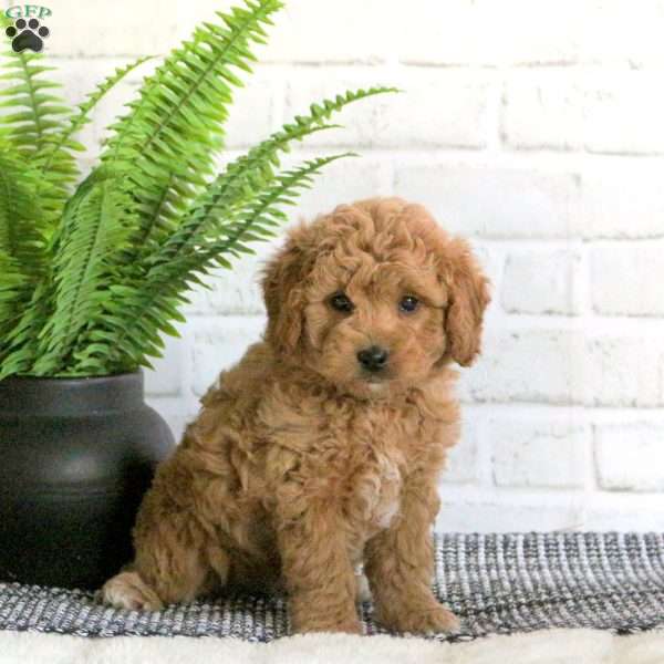 Monroe, Mini Goldendoodle Puppy