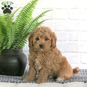 Monroe, Mini Goldendoodle Puppy