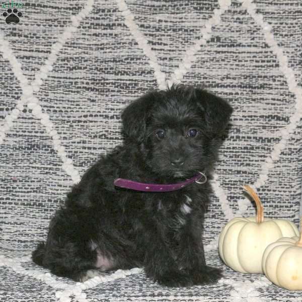 Montana, Mini Schnoodle Puppy