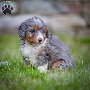 Monty, Mini Bernedoodle Puppy