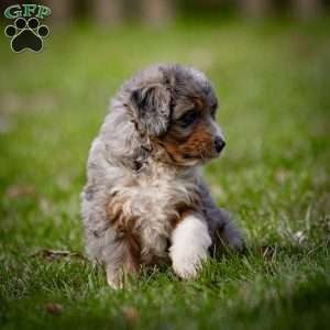 Monty, Mini Bernedoodle Puppy