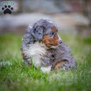 Monty, Mini Bernedoodle Puppy