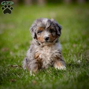 Monty, Mini Bernedoodle Puppy