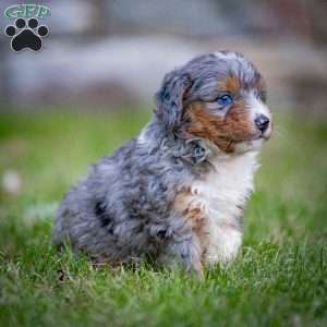 Monty, Mini Bernedoodle Puppy