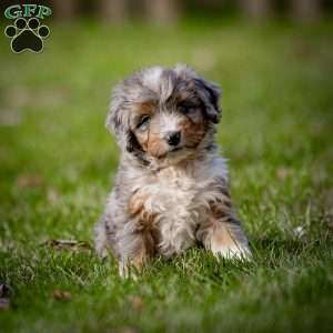 Monty, Mini Bernedoodle Puppy