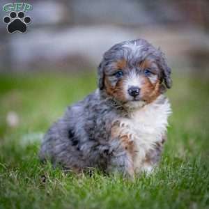 Monty, Mini Bernedoodle Puppy