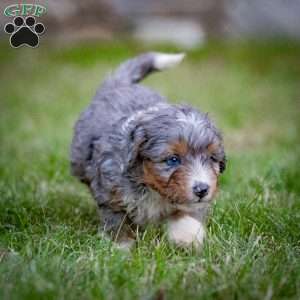 Monty, Mini Bernedoodle Puppy