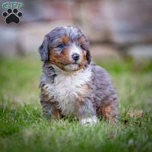 Monty, Mini Bernedoodle Puppy