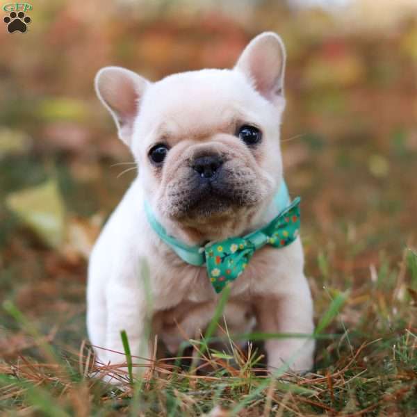 Monty, French Bulldog Puppy