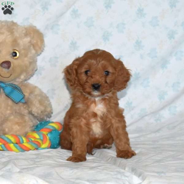 Moose, Cavapoo Puppy