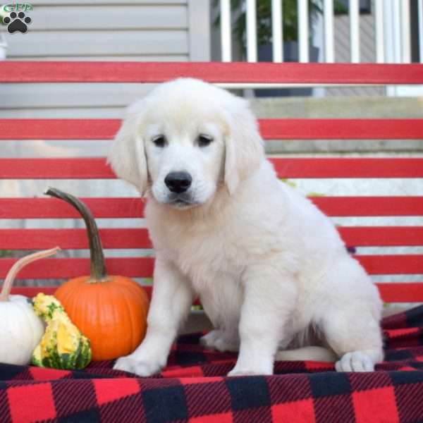 Moose, English Cream Golden Retriever Puppy