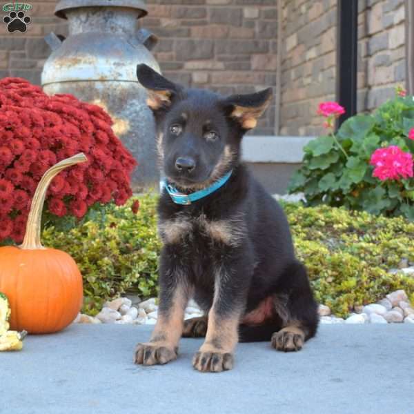 Moose, German Shepherd Puppy