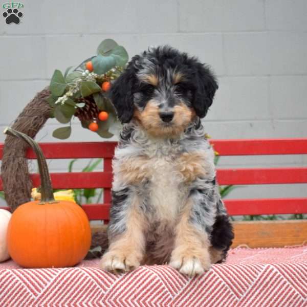 Moose, Mini Bernedoodle Puppy