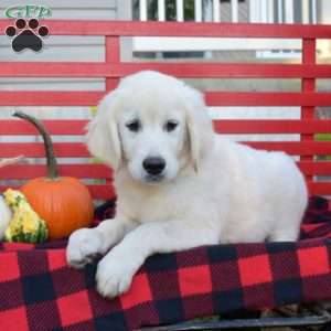 Moose, English Cream Golden Retriever Puppy