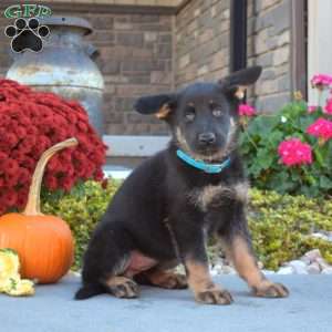 Moose, German Shepherd Puppy