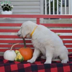 Moose, English Cream Golden Retriever Puppy