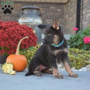 Moose, German Shepherd Puppy