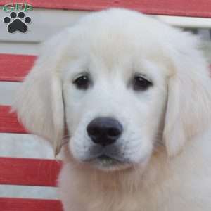 Moose, English Cream Golden Retriever Puppy