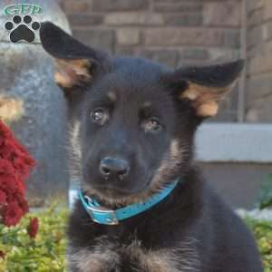 Moose, German Shepherd Puppy