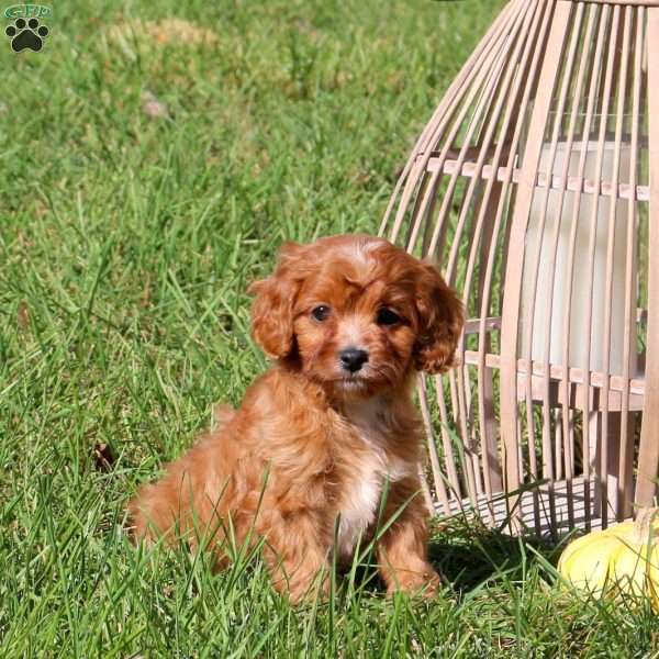 Morgan, Cavapoo Puppy