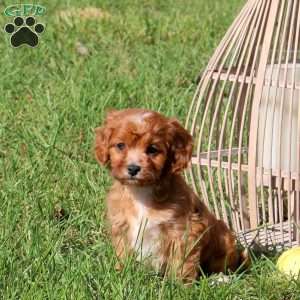 Morgan, Cavapoo Puppy