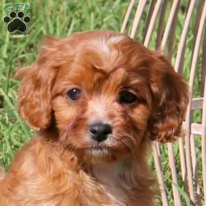 Morgan, Cavapoo Puppy