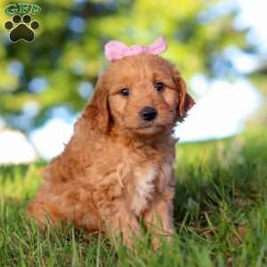 Morticia, Mini Goldendoodle Puppy