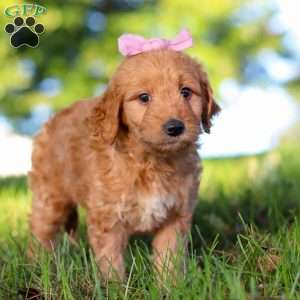 Morticia, Mini Goldendoodle Puppy