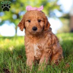 Morticia, Mini Goldendoodle Puppy