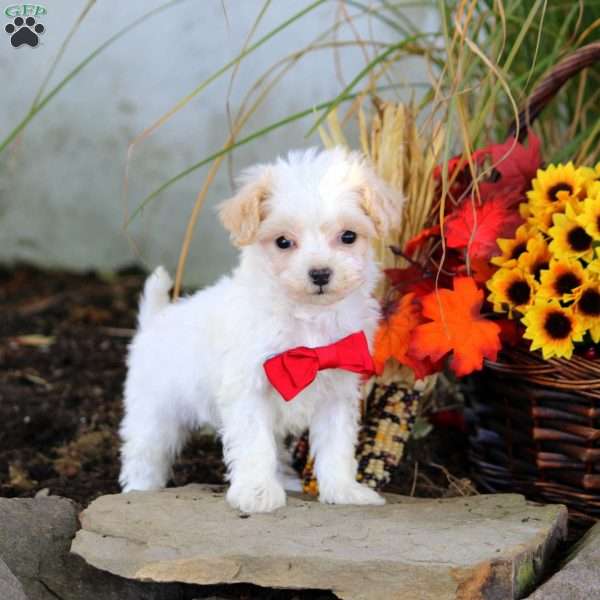 Moxie, Maltipoo Puppy