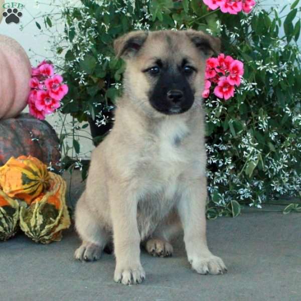 Moxie, Belgian Malinois Mix Puppy