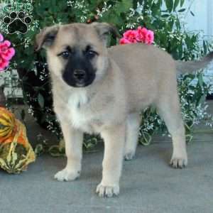 Moxie, Belgian Malinois Mix Puppy